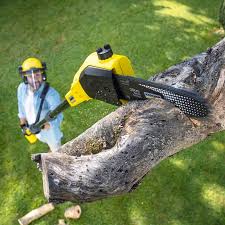 Reliable Fisher, IL Tree Removal Solutions