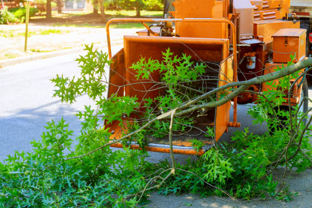 How Our Tree Care Process Works  in  Fisher, IL